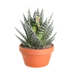 Cactus Et Succulente Mix : Pot D.17cm - H.20cm -Pas Cher Douce Verte Magasin 1024299 006