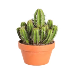 Cactus Et Succulente Mix : Pot D.17cm - H.20cm