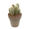 Cactus Columnari H25cm Pot D16cm
