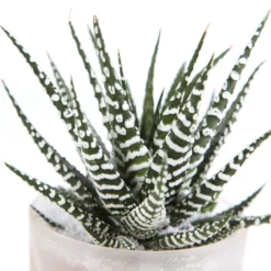 Haworthia En Verrerie H18cm X D9cm -Pas Cher Douce Verte Magasin 1041225 002