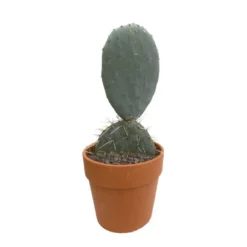 Cactus : H40cm Pot Terre Cuite D20 Cm -Pas Cher Douce Verte Magasin 1043860 002
