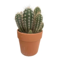Cactus : H40cm Pot Terre Cuite D20 Cm -Pas Cher Douce Verte Magasin 1043860 003