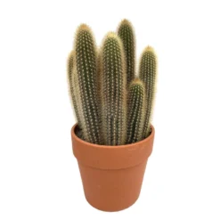 Cactus : H40cm Pot Terre Cuite D20 Cm -Pas Cher Douce Verte Magasin 1043860 004
