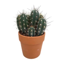 Cactus : H40cm Pot Terre Cuite D20 Cm -Pas Cher Douce Verte Magasin 1043860 005