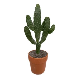 Cactus : H40cm Pot Terre Cuite D20 Cm -Pas Cher Douce Verte Magasin 1043860 006