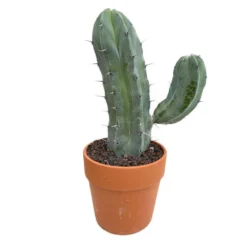 Cactus : H40cm Pot Terre Cuite D20 Cm -Pas Cher Douce Verte Magasin 1043860 007