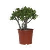 Crassula Ovata 'Minor' H30cm : Pot D17cm
