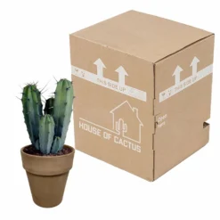 Myrtillocactus - H40cm, ø17cm - Plante D'intérieur Facile D'entretien -Pas Cher Douce Verte Magasin 119cfd77764afc00