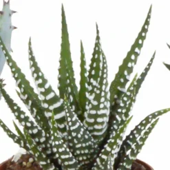 Gasteria, Haworthia Et Leurs Caches-pots, Box De 5 Plantes - H11cm, ø6,5cm - Plantes D'intérieur -Pas Cher Douce Verte Magasin 15aaf867e861acbf