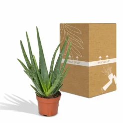 Aloe Vera - H30cm, ø12cm - Plante D'intérieur Succulente -Pas Cher Douce Verte Magasin 16c113bef3fab416