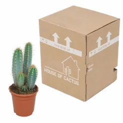 Pilosocereus Azureus - H40cm, ø17cm - Plante D'intérieur -Pas Cher Douce Verte Magasin 18c76fad916e457c