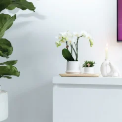 Haworthia Limifolia Et Son Cache-pot Blanc - H16cm, ø9cm - Plante D'intérieur -Pas Cher Douce Verte Magasin 234d780d32d03d45