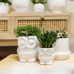 Haworthia Limifolia Et Son Cache-pot Blanc - H16cm, ø9cm - Plante D'intérieur -Pas Cher Douce Verte Magasin 236755527d1c1a40