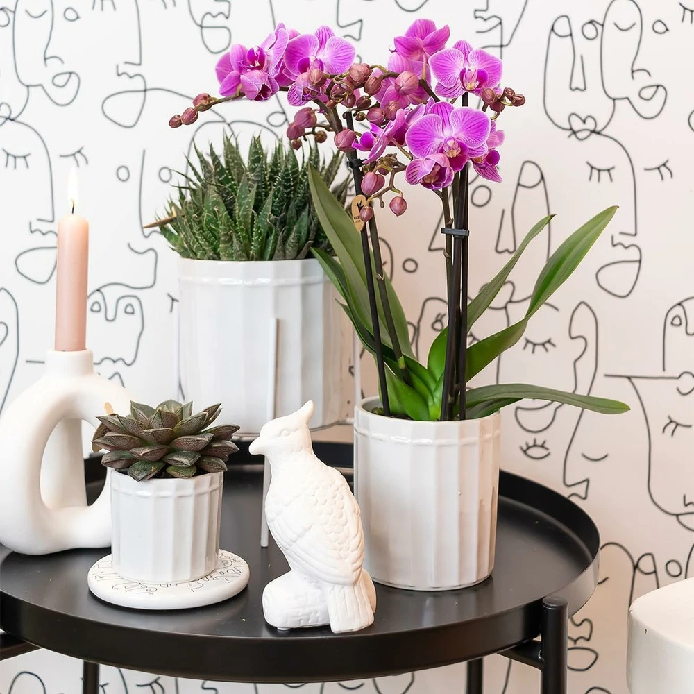 Echeveria Purpusorum - H9cm, ø6cm - Plante D'intérieur 2 Echeveria Purpusorum - H9cm, ø6cm - Plante D'intérieur – Image 2