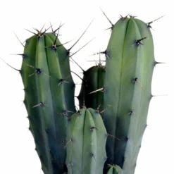 Myrtillocactus - H40cm, ø17cm - Plante D'intérieur Facile D'entretien -Pas Cher Douce Verte Magasin 33303d85be75e3e9