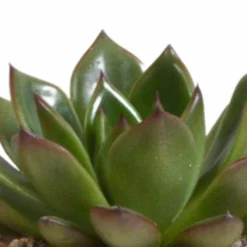 Echeveria Et Leurs Caches-pots Terracotta, Box De 3 Plantes - H12cm, ø9,5cm - Plantes D'intérieur -Pas Cher Douce Verte Magasin 338a0e65703008fb