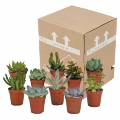 Succulentes, Box De 10 Plantes - H13cm, ø5,5cm - Plantes D'intérieur 7 Succulentes, Box De 10 Plantes - H13cm, ø5,5cm - Plantes D'intérieur -Pas Cher Douce Verte Magasin 34c5cec915ff5cc9