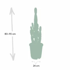 Euphorbia Acrurensis - H80cm, ø24cm - Grande Plante D'intérieur -Pas Cher Douce Verte Magasin 374eeba9c2f25f69