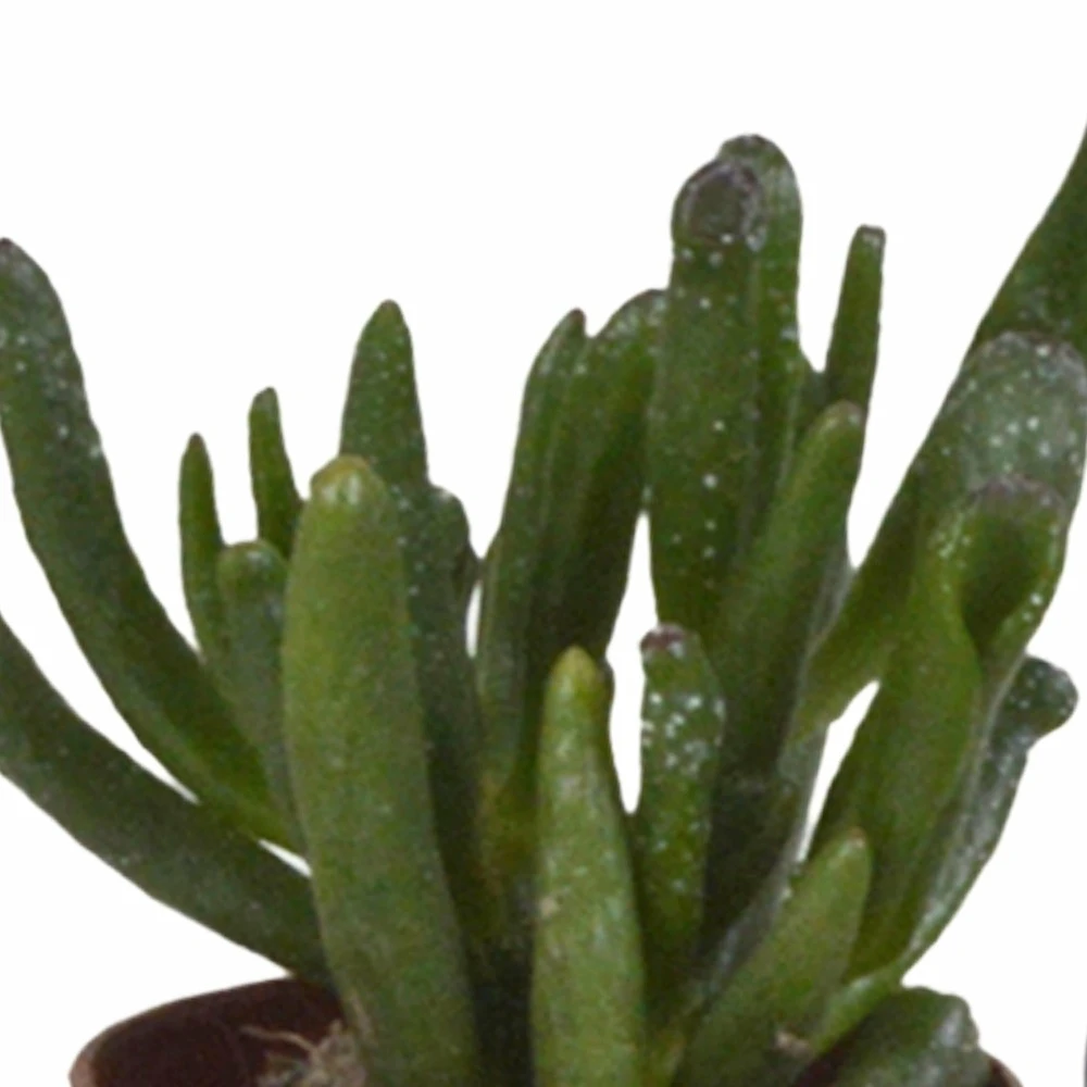 Succulentes, Box De 10 Plantes - H13cm, ø5,5cm - Plantes D'intérieur 4 Succulentes, Box De 10 Plantes - H13cm, ø5,5cm - Plantes D'intérieur – Image 4