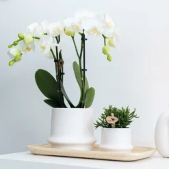 Haworthia Limifolia Et Son Cache-pot Blanc - H16cm, ø9cm - Plante D'intérieur -Pas Cher Douce Verte Magasin 3a03b9ee4640e1d9