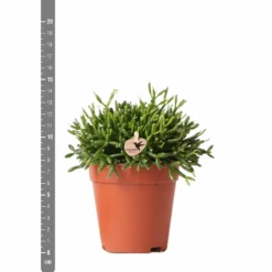 Rhipsalis Baccifera - H15cm, ø9cm - Plante D'intérieur -Pas Cher Douce Verte Magasin 3e1dfaec75687e9f