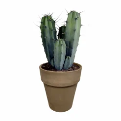 Myrtillocactus - H40cm, ø17cm - Plante D'intérieur Facile D'entretien -Pas Cher Douce Verte Magasin 3faa7c176cdf6c7b