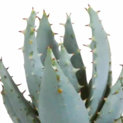 Gasteria, Haworthia Et Leurs Caches-pots, Box De 5 Plantes - H11cm, ø6,5cm - Plantes D'intérieur -Pas Cher Douce Verte Magasin 442d1c683b3d163f