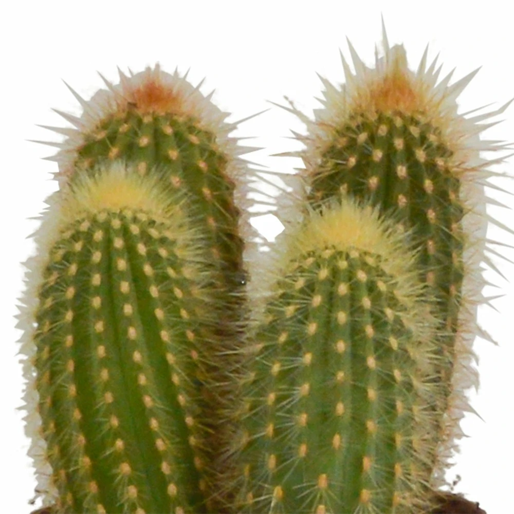 Cactus, Box De 3 Plantes - H15cm, ø10,5cm - Plantes D'intérieur 4 Cactus, Box De 3 Plantes - H15cm, ø10,5cm - Plantes D'intérieur – Image 4