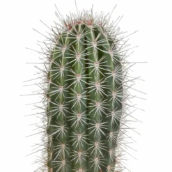 Pachycereus Pringlei - H40cm, ø17cm - Plante D'intérieur -Pas Cher Douce Verte Magasin 57b3a108e7f76c21