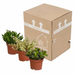 Crassula, Box De 3 Plantes - H15cm, ø10,5cm - Plantes D'intérieur -Pas Cher Douce Verte Magasin 5ddb1b051b6db20b