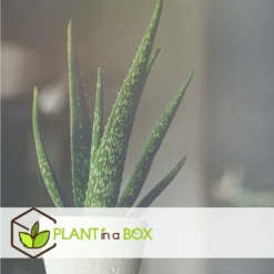 Set De 3 Aloë Vera - Pot ⌀12 Cm - H.20-30 Cm (hauteur Du Pot Incluse) -Pas Cher Douce Verte Magasin 628632b25d8728.70560661