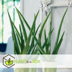 Set De 3 Aloë Vera - Pot ⌀12 Cm - H.20-30 Cm (hauteur Du Pot Incluse) -Pas Cher Douce Verte Magasin 628632b263b983.03284251