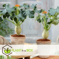 Set De 2 Jatropha Podagrica - Pot ⌀13cm - H.25-45cm (hauteur Pot Incluse) -Pas Cher Douce Verte Magasin 628632b34fdc44.40632517