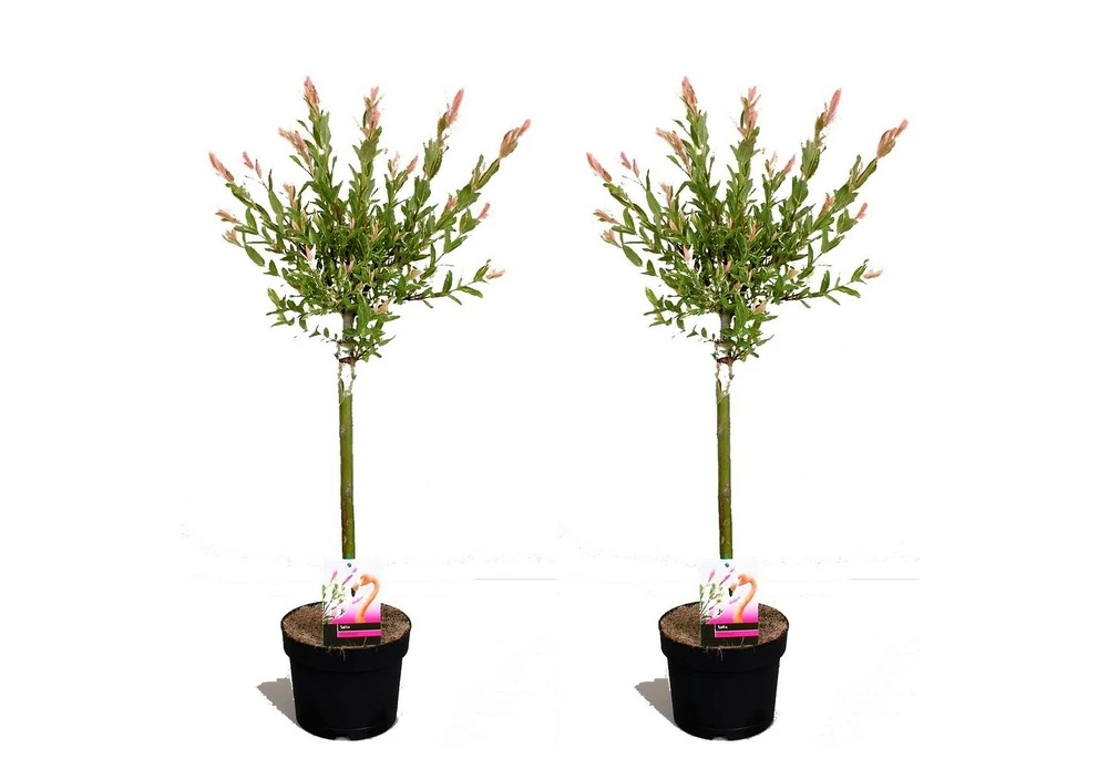 Set De 2 Salix Flamingo - Pot ⌀17cm - H.60-80cm (hauteur Pot Incluse) 1 Set De 2 Salix Flamingo - Pot ⌀17cm - H.60-80cm (hauteur Pot Incluse)