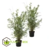Set De 2 Bamboo "fargesia Nitida Gansu" - Pot ⌀17cm - H50-70cm (hauteur Pot In