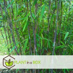 Set De 2 Bamboo "fargesia Nitida Gansu" - Pot ⌀17cm - H50-70cm (hauteur Pot In -Pas Cher Douce Verte Magasin 62d1061fb9aea0.25198330