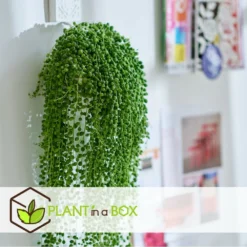 Senecio Rowleyanus - Pot ⌀12cm - H10-20cm (hauteur Pot Incluse) -Pas Cher Douce Verte Magasin 634f95fc53aa23.84576839