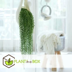 Senecio Rowleyanus - Pot ⌀12cm - H10-20cm (hauteur Pot Incluse) -Pas Cher Douce Verte Magasin 634f95fc612d81.59702573