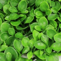 Mur Végétal Artificiel Giron Fleur - 1m X 1m -Pas Cher Douce Verte Magasin 639b1dee805698.80959754