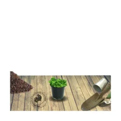 Thym Cumin, Thym Corse Herba-barona/lot De 9 Godets -Pas Cher Douce Verte Magasin 63f4efc27fade6.00053073