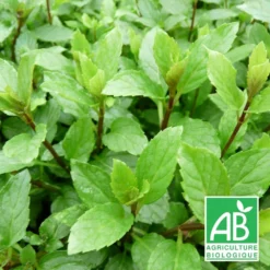 Menthe Suisse Bio/lot De 3 Godets