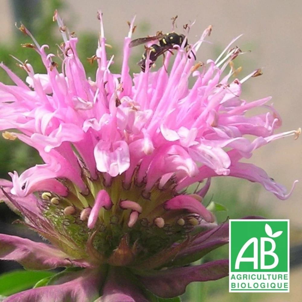 Monarde Croftway Pink Bio/lot De 5 Godets 1 Monarde Croftway Pink Bio/lot De 5 Godets