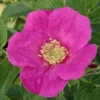 Rosier Arbustif X Rugosa Hansa/pot De 4l - 20/40 Cm