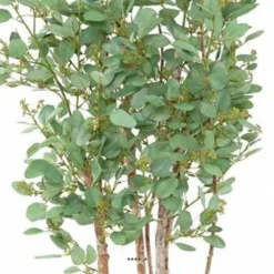 Joli Faux Eucalyptus En Pot H 160 Cm Feuillage Tissu Vert 5 Joli Faux Eucalyptus En Pot H 160 Cm Feuillage Tissu Vert -Pas Cher Douce Verte Magasin 63f608085cafe7.15719631