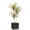 Dracaena Artificiel 3 Troncs En Pot H 190 Cm Vert-rose - Choisissez Votre Hauteu