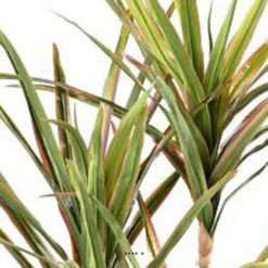 Dracaena Artificiel 3 Troncs En Pot H 190 Cm Vert-rose - Choisissez Votre Hauteu -Pas Cher Douce Verte Magasin 63f6080eed8fa5.04248027