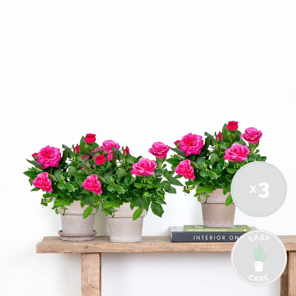 3x Pot Rose Rose - Rosa – Plante De Terrasse & D'intérieur – ⌀12cm – ↕20-30cm 2 3x Pot Rose Rose - Rosa – Plante De Terrasse & D'intérieur – ⌀12cm – ↕20-30cm – Image 2