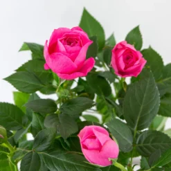 3x Pot Rose Rose - Rosa – Plante De Terrasse & D'intérieur – ⌀12cm – ↕20-30cm 6 3x Pot Rose Rose - Rosa – Plante De Terrasse & D'intérieur – ⌀12cm – ↕20-30cm -Pas Cher Douce Verte Magasin 64062fbfd17801.69056399