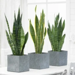 2x Sansevieria 'laurentii' Xl – Langue De Dame – Succulente – Facile à Entretenir – ⌀17cm – ↕55-65 Cm -Pas Cher Douce Verte Magasin 640b787fae2b77.12325864
