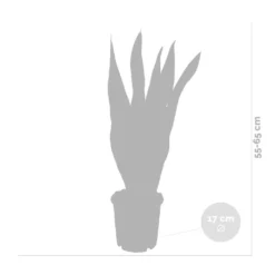 2x Sansevieria 'laurentii' Xl – Langue De Dame – Succulente – Facile à Entretenir – ⌀17cm – ↕55-65 Cm -Pas Cher Douce Verte Magasin 640b787fb1b790.19239259